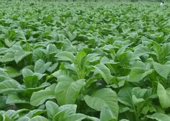 Dispertan Pati Salurkan Bantuan Sarpras Produksi Bagi Kelompok Tani