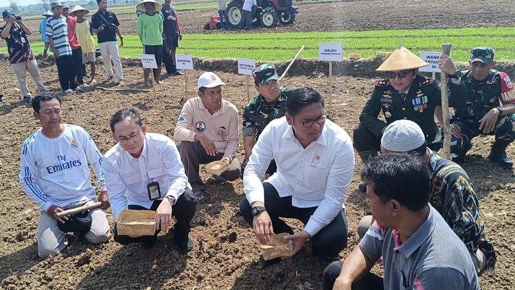 Terdampak Kekeringan, Kini Wamen RI Turun ke Lahan Pertanian