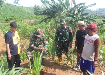 Penanaman 1.800 Pohon Sukun di Desa Porang Paring