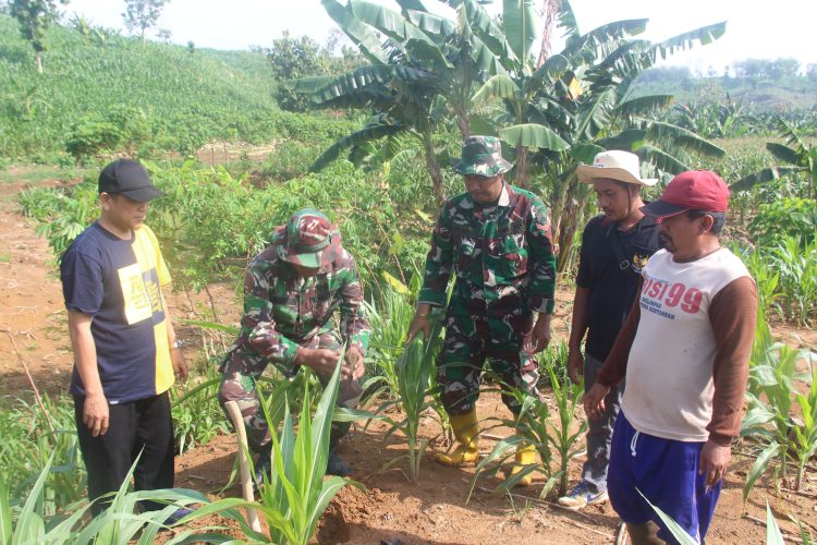 Penanaman 1.800 Pohon Sukun di Desa Porang Paring