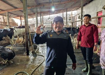 Wabah PMK Merebak di Pati, 108 Ternak Mati