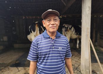 Tanggulangi Wabah PMK dengan Vaksinasi Massal