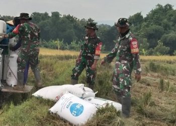 Petani Desa Kletek Manfaatkan Mesin Combine Harvester, Panen Lebih Efisien