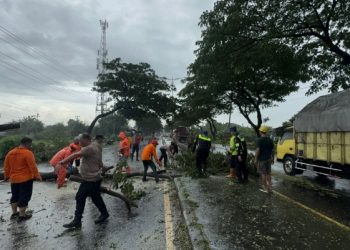 Waspadai Pohon Tumbang Selama Musim Hujan