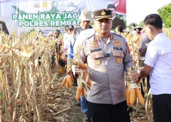 Polres Rembang Sukses Panen Jagung, Dorong Kesejahteraan Petani