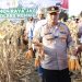 Polres Rembang Sukses Panen Jagung, Dorong Kesejahteraan Petani