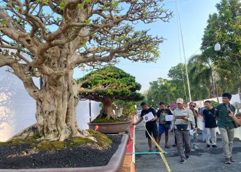 Kontes Bonsai Java Master 2025, Perebutkan Gelar Best in Show
