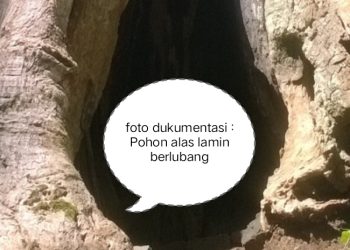 Kisah Misteri dan Aura Mistis Alas Lamin