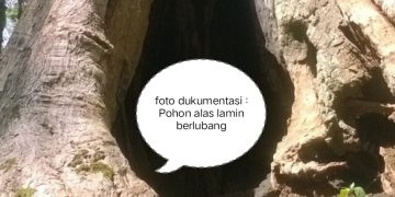 Kisah Misteri dan Aura Mistis Alas Lamin