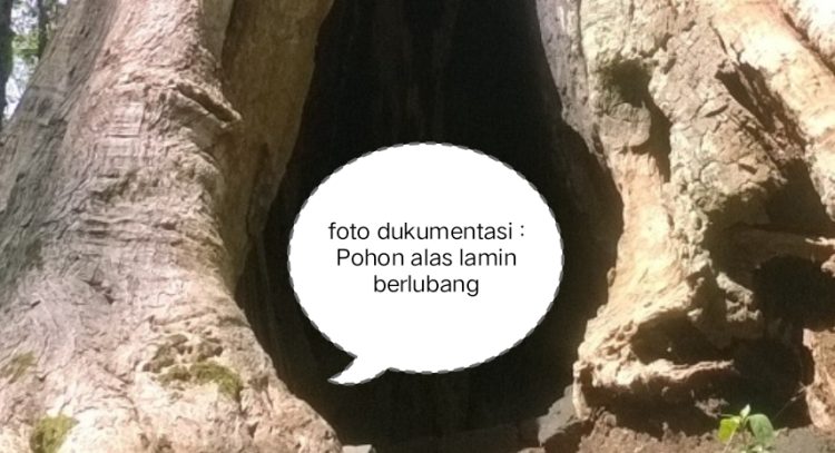 Kisah Misteri dan Aura Mistis Alas Lamin