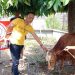 Idul Adha Jadi Ajang Kepedulian Sosial, Ketum LSM LJK Berbagi Daging Qurban