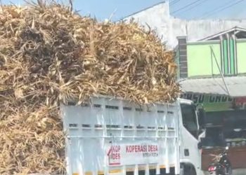 Bantuan Presiden RI Disalahgunakan, Truk KDMP Angkut Klobot Jagung