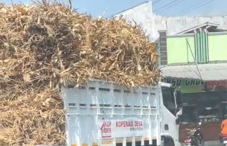 Bantuan Presiden RI Disalahgunakan, Truk KDMP Angkut Klobot Jagung