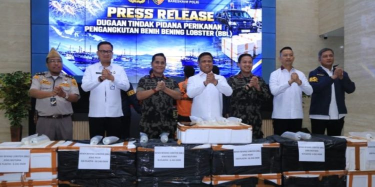 13 Boks Benih Lobster Diamankan di Depok, Siapa di Balik Jalur Pengiriman?