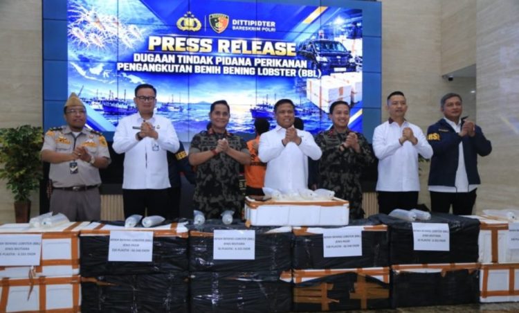 13 Boks Benih Lobster Diamankan di Depok, Siapa di Balik Jalur Pengiriman?